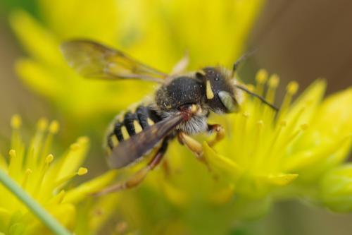 Anthidium oblongatum
